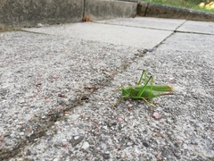Tettigonia viridissima