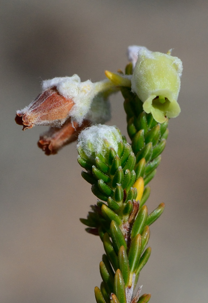 Erica mallotocalyx