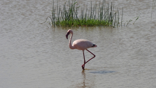 iNaturalist image