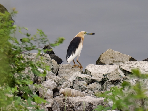Javan Pond-Heron