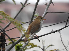 Catharus aurantiirostris