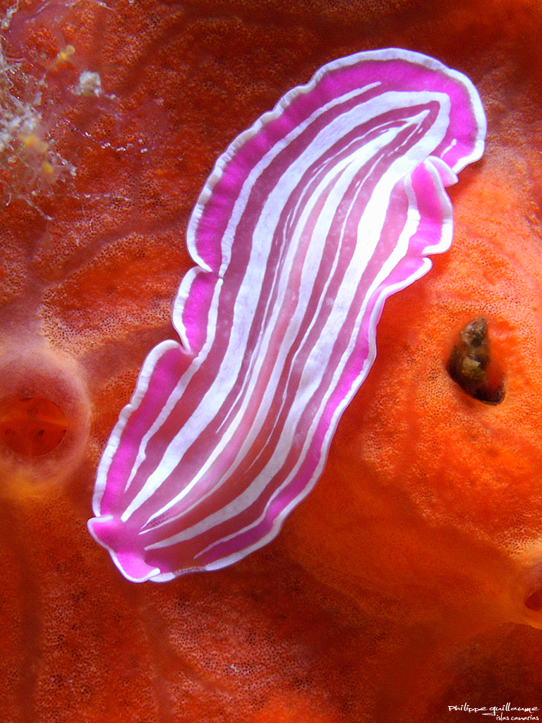 Prostheceraeus