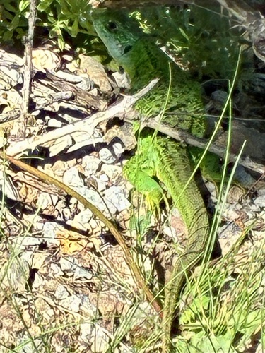 Western Green Lizard