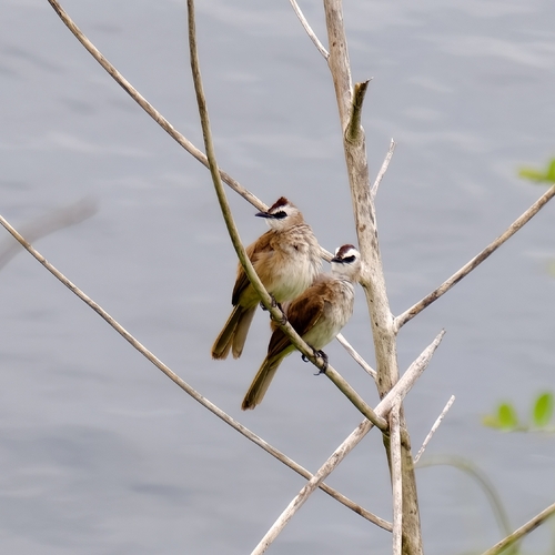 Yellow-vented Bulbul