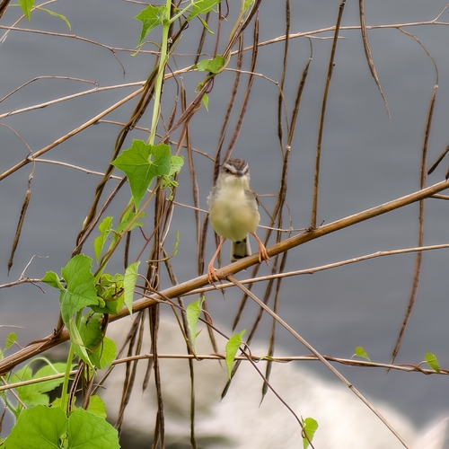 Plain Prinia