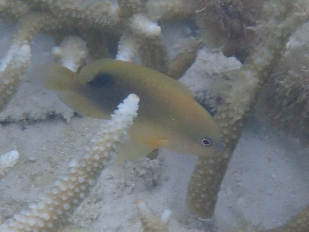 Blunt-snout Gregory (Stegastes punctatus)
