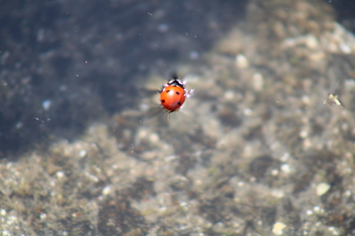 Seven-spotted Lady Beetle