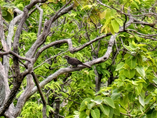 Asian Koel