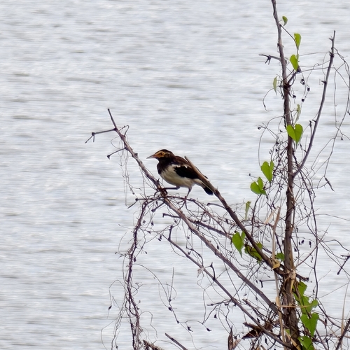 Siamese Pied Starling