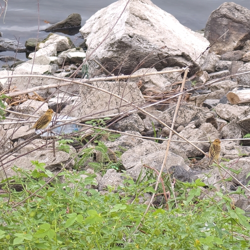 Asian Golden Weaver