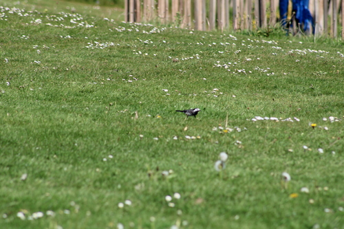 White Wagtail