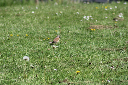 Eurasian Linnet