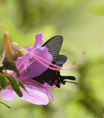 Papilio bianor thrasymedes