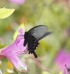 Papilio bianor thrasymedes