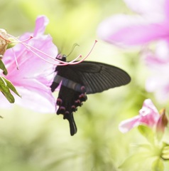 Papilio bianor thrasymedes