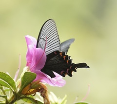 Papilio bianor thrasymedes