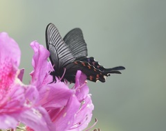 Papilio bianor thrasymedes