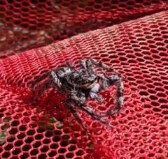 Platycryptus