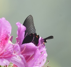 Papilio bianor thrasymedes