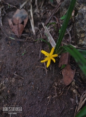author not stated, no rights reserved Curculigo orchioides, photograph author not stated, no rights reserved