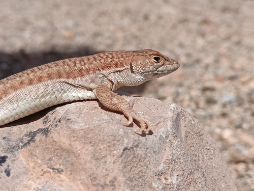 Bosc’s Fringe-toed lizard