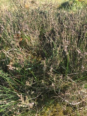 Calluna vulgaris