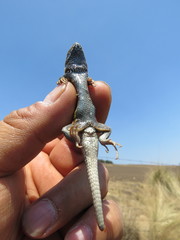 Sceloporus aeneus