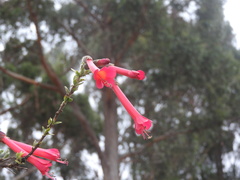 Cantua buxifolia