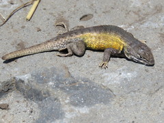 Sceloporus aeneus