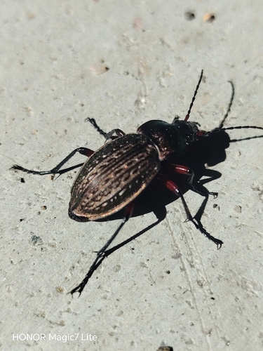 Carabus cancellatus