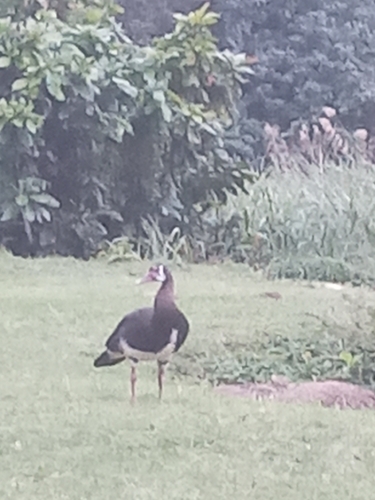 iNaturalist image