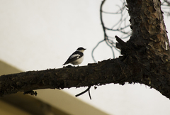 Ficedula albicollis