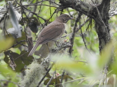 Turdus assimilis