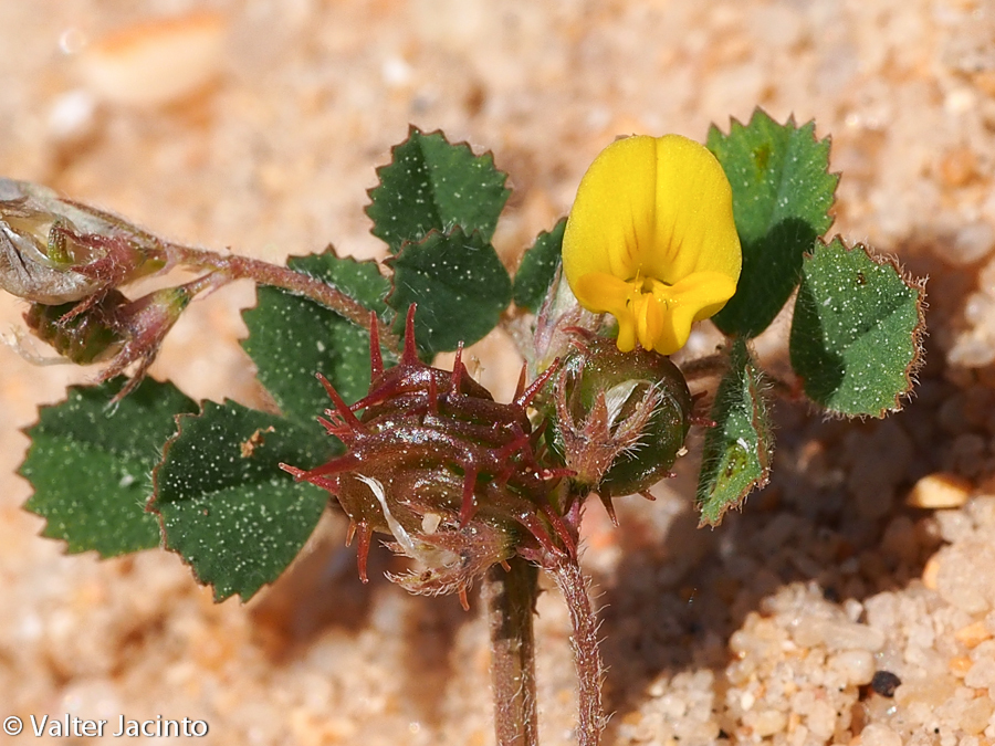 Medicago littoralis