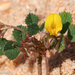 Shore Medick - Photo (c) Valter Jacinto, some rights reserved (CC BY-NC-SA)