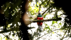 Trogon mexicanus