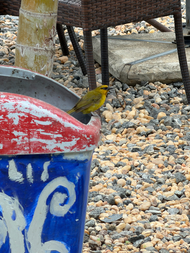 Spectacled Weaver