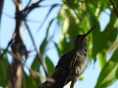 Lampornis amethystinus