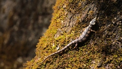 Abronia taeniata