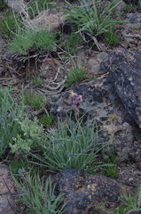 Frasera albicaulis modocensis