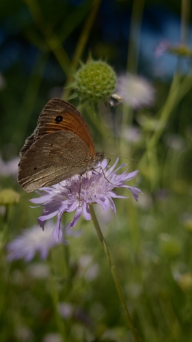 Meadow Brown