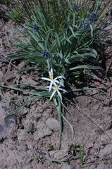 Frasera albicaulis modocensis