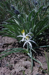 Frasera albicaulis modocensis