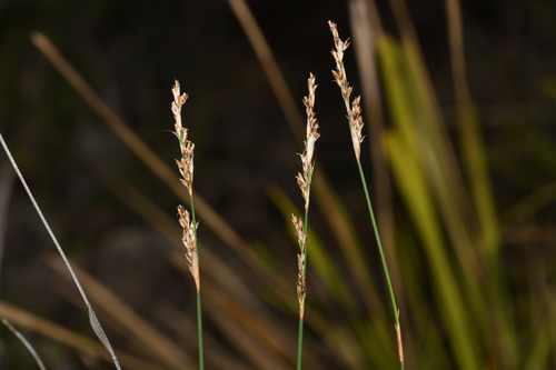 Lepyrodia scariosa observed 2026-05-23