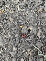 Pyrrhocoris apterus