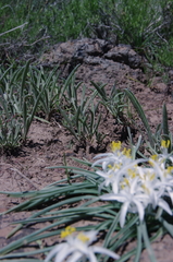 Frasera albicaulis modocensis