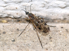 Anisopodidae