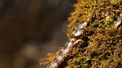 Abronia taeniata