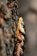 Abronia taeniata