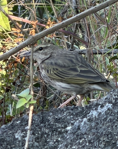 Striped Pipit (Anthus lineiventris)